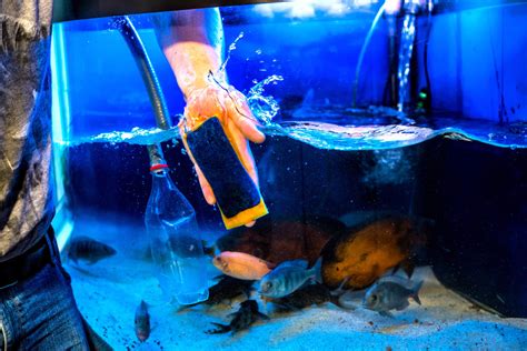 freshwater aquarium care and maintenance.